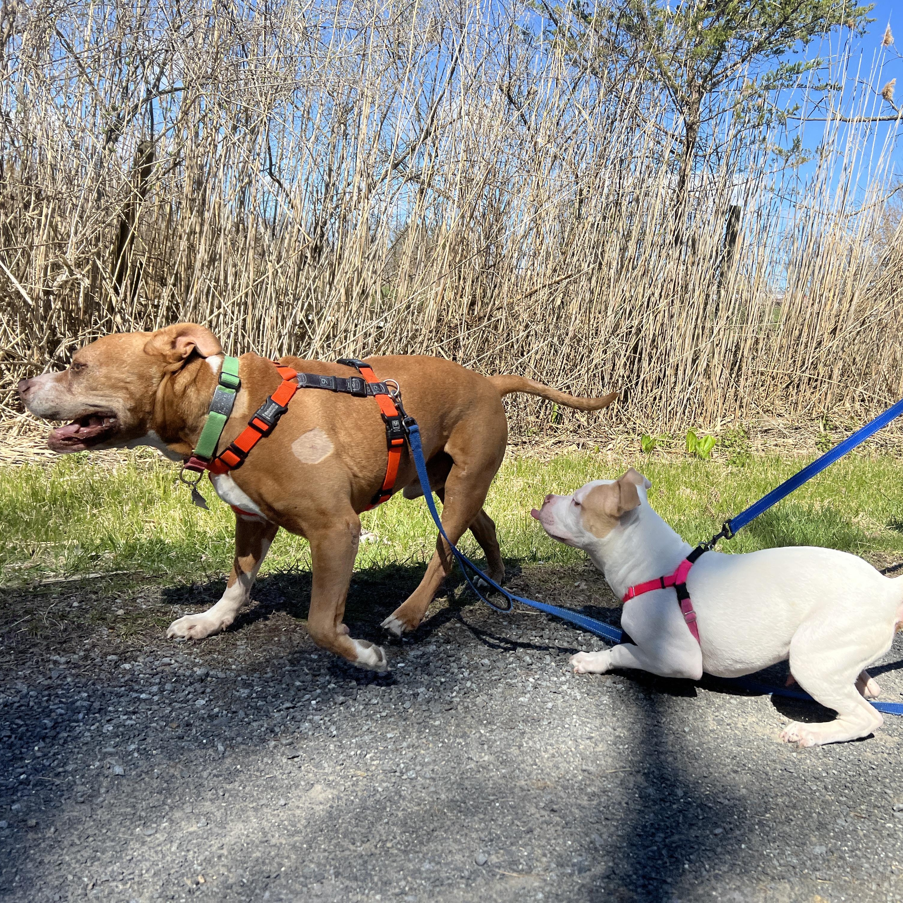 Enlarge Tyson, a ADOPTABLE mixed breed in New York, NY image 2/6