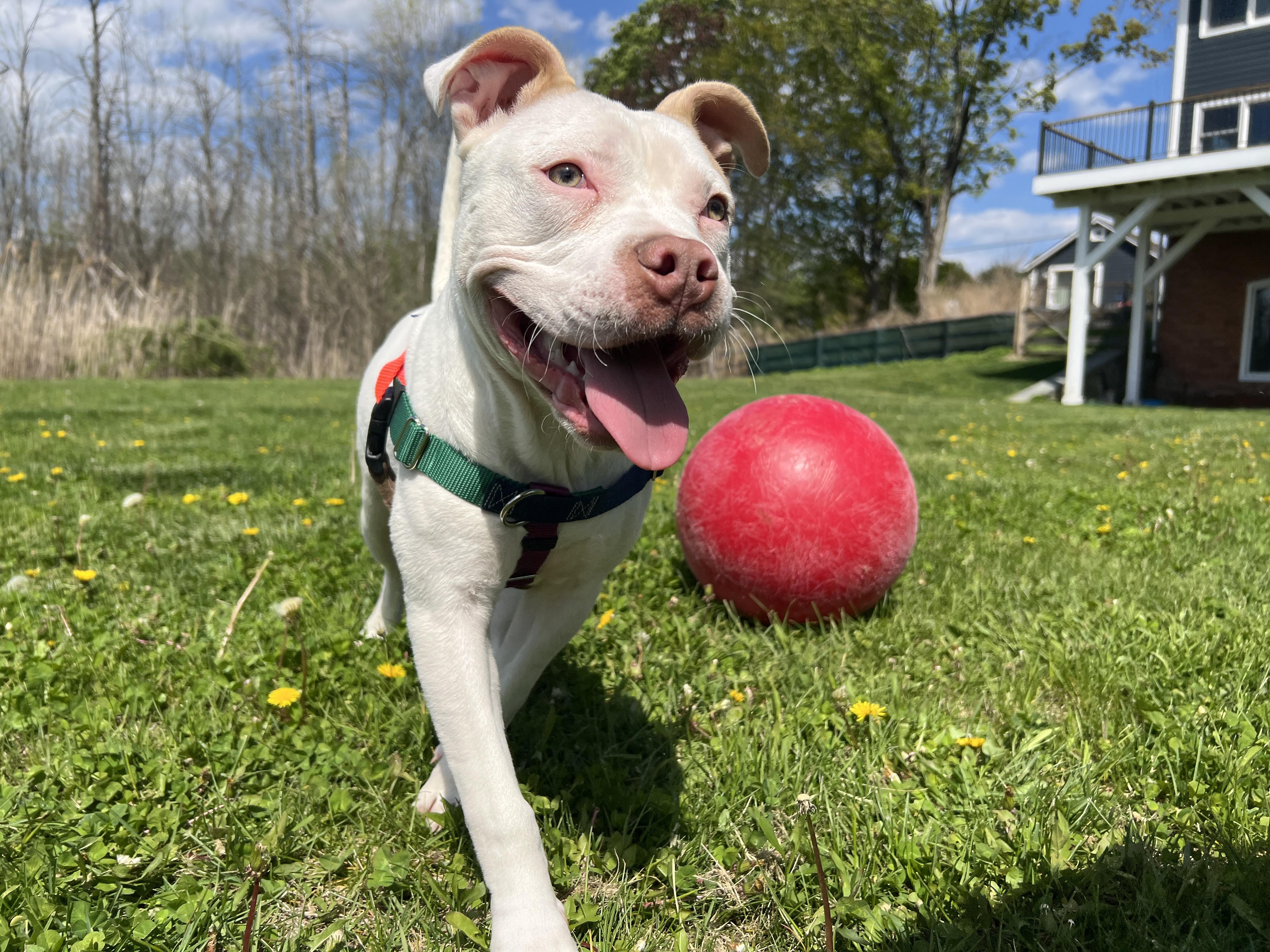 Enlarge Tyson, a ADOPTABLE mixed breed in New York, NY image 5/6