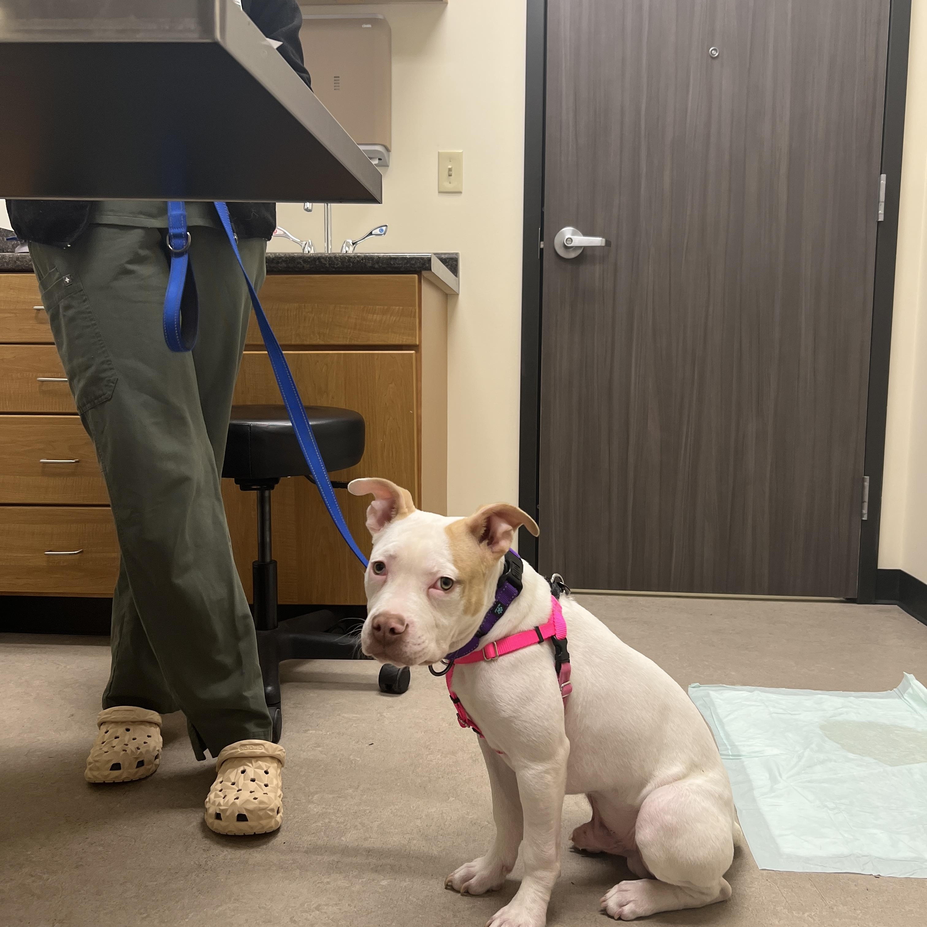 Tyson, ADOPTABLE, Puppy Male Mixed Breed & Pit Bull Terrier.