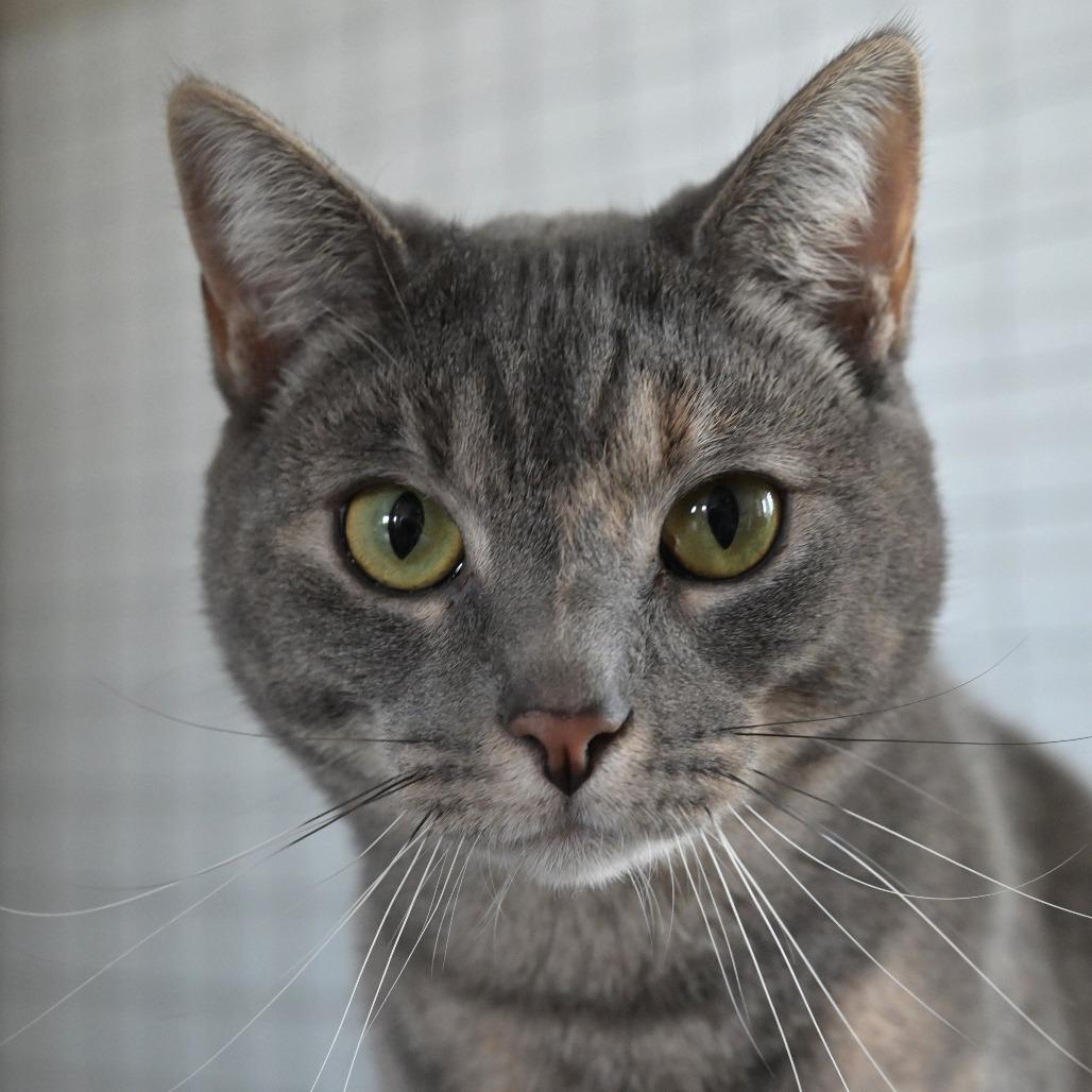 Enlarge Soto, a Adoptable Domestic Short Hair in Chilliwack, BC image 1/5