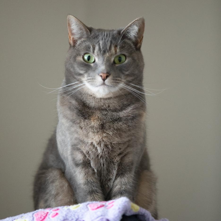 Enlarge Soto, a Adoptable Domestic Short Hair in Chilliwack, BC image 2/6