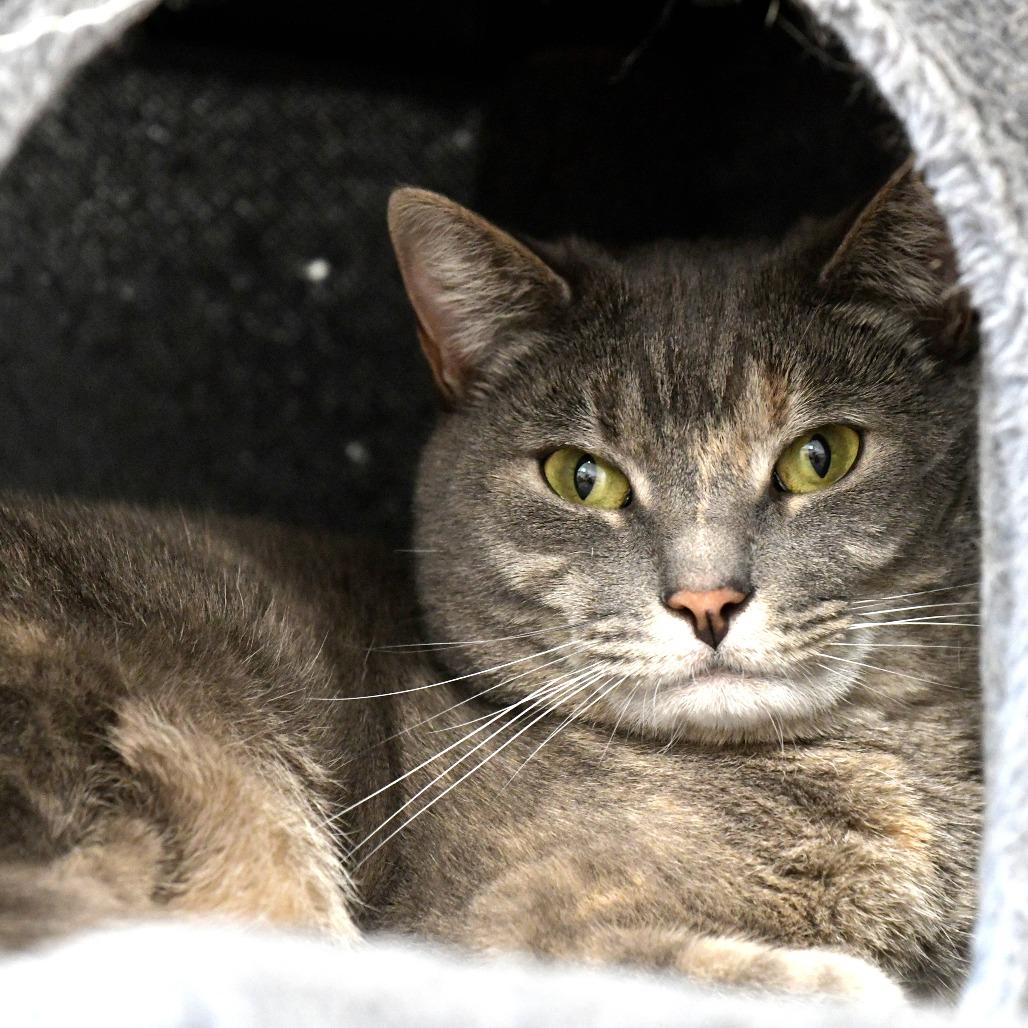 Enlarge Soto, a Adoptable Domestic Short Hair in Chilliwack, BC image 2/6