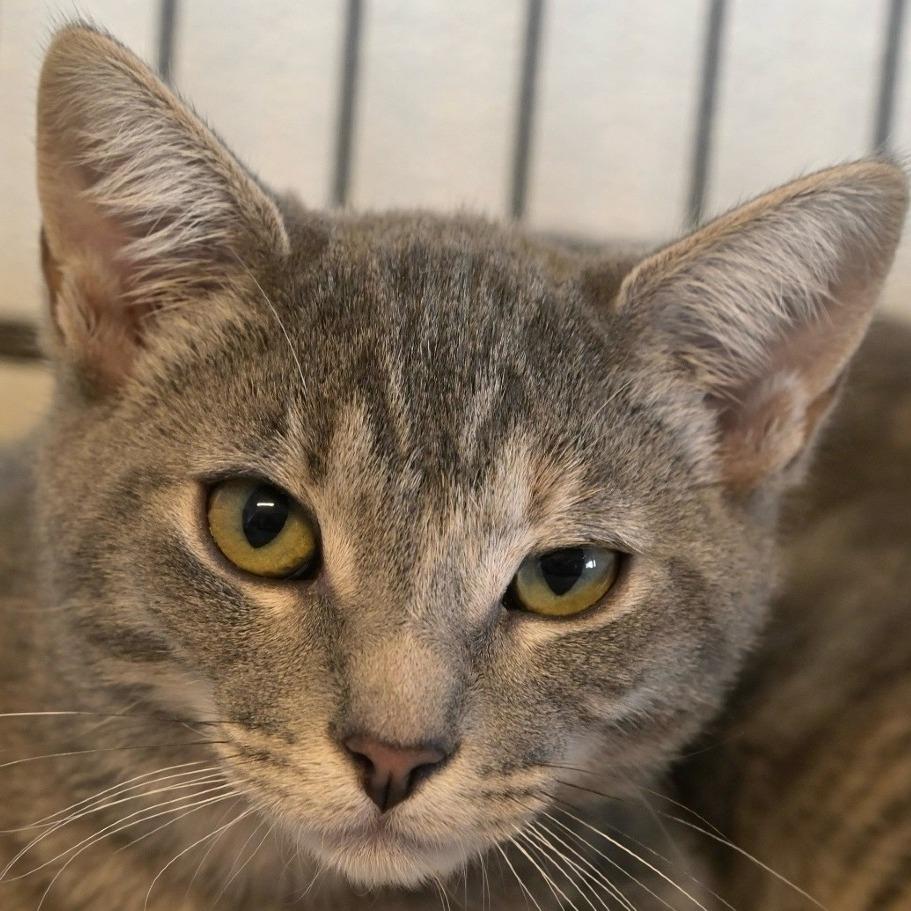 Enlarge Soto, a Adoptable Domestic Short Hair in Chilliwack, BC image 2/5