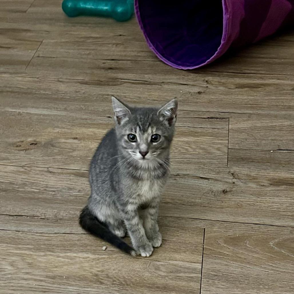 Enlarge Soto, a Adoptable Domestic Short Hair in Chilliwack, BC image 3/5