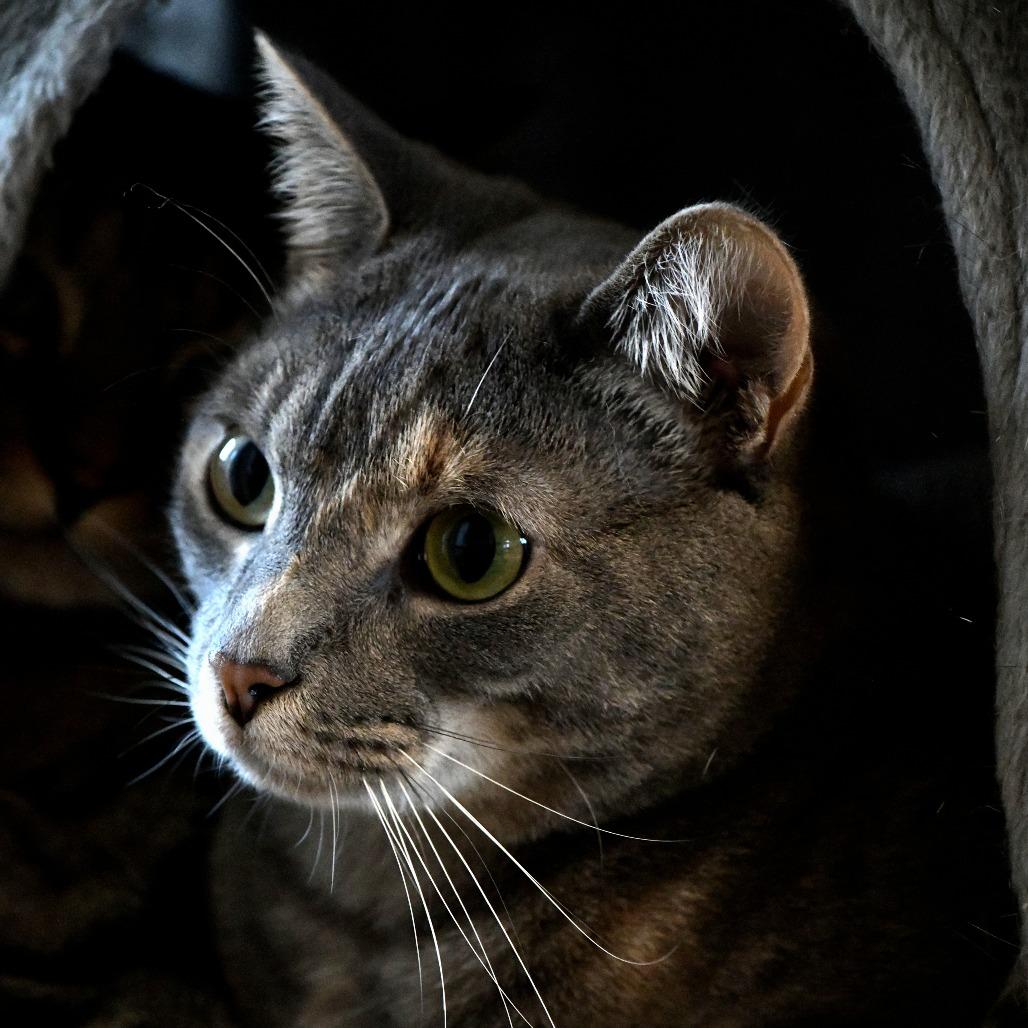 Enlarge Soto, a Adoptable Domestic Short Hair in Chilliwack, BC image 4/5