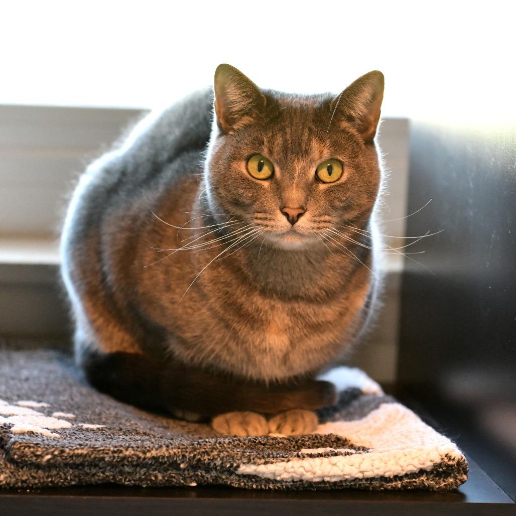 Enlarge Soto, a Adoptable Domestic Short Hair in Chilliwack, BC image 5/6