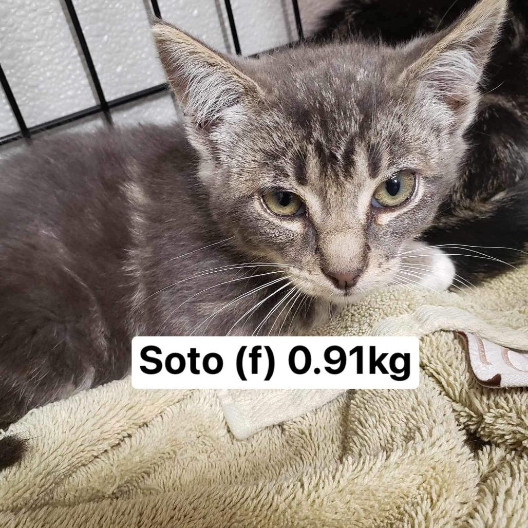 Enlarge Soto, a Adoptable Domestic Short Hair in Chilliwack, BC image 5/5