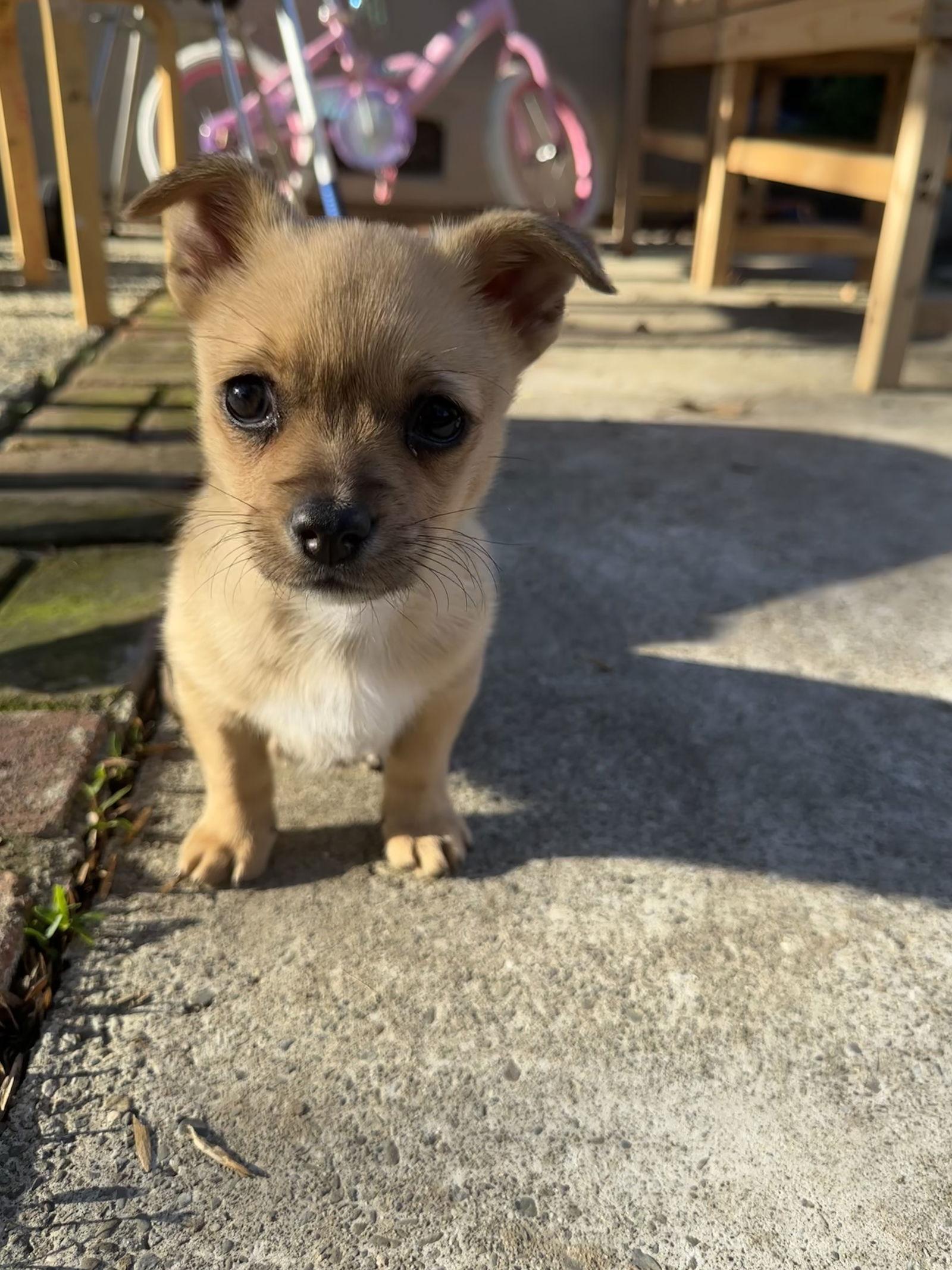 Alfalfa, Adoptable, Young Male Chihuahua.