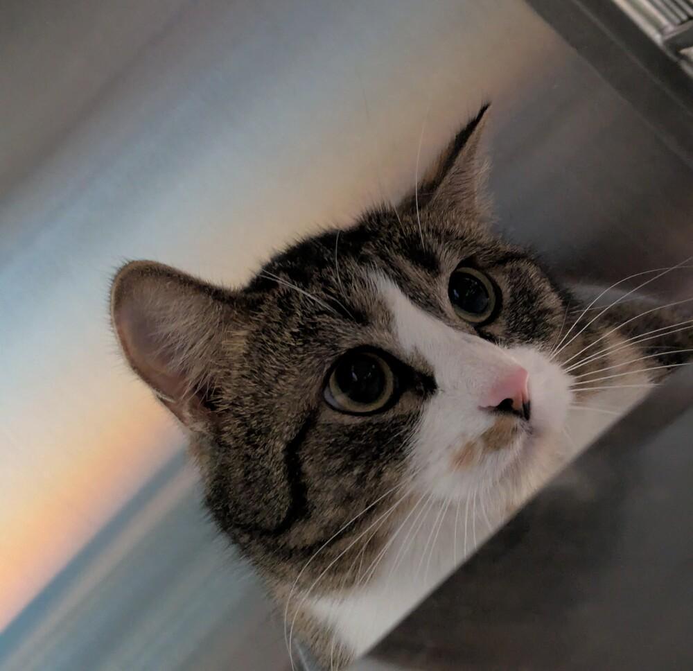 Enlarge Ganache, a Adoptable Domestic Short Hair in Papillion, NE image 1/2