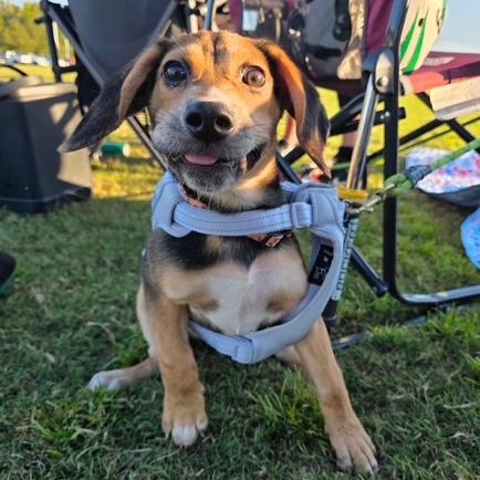 Enlarge Tiffany, a Adoptable mixed breed in Richmond, VA image 4/5