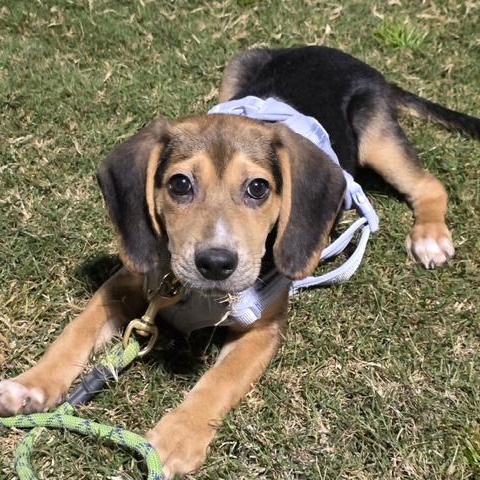 Enlarge Tiffany, a Adoptable mixed breed in Richmond, VA image 1/5