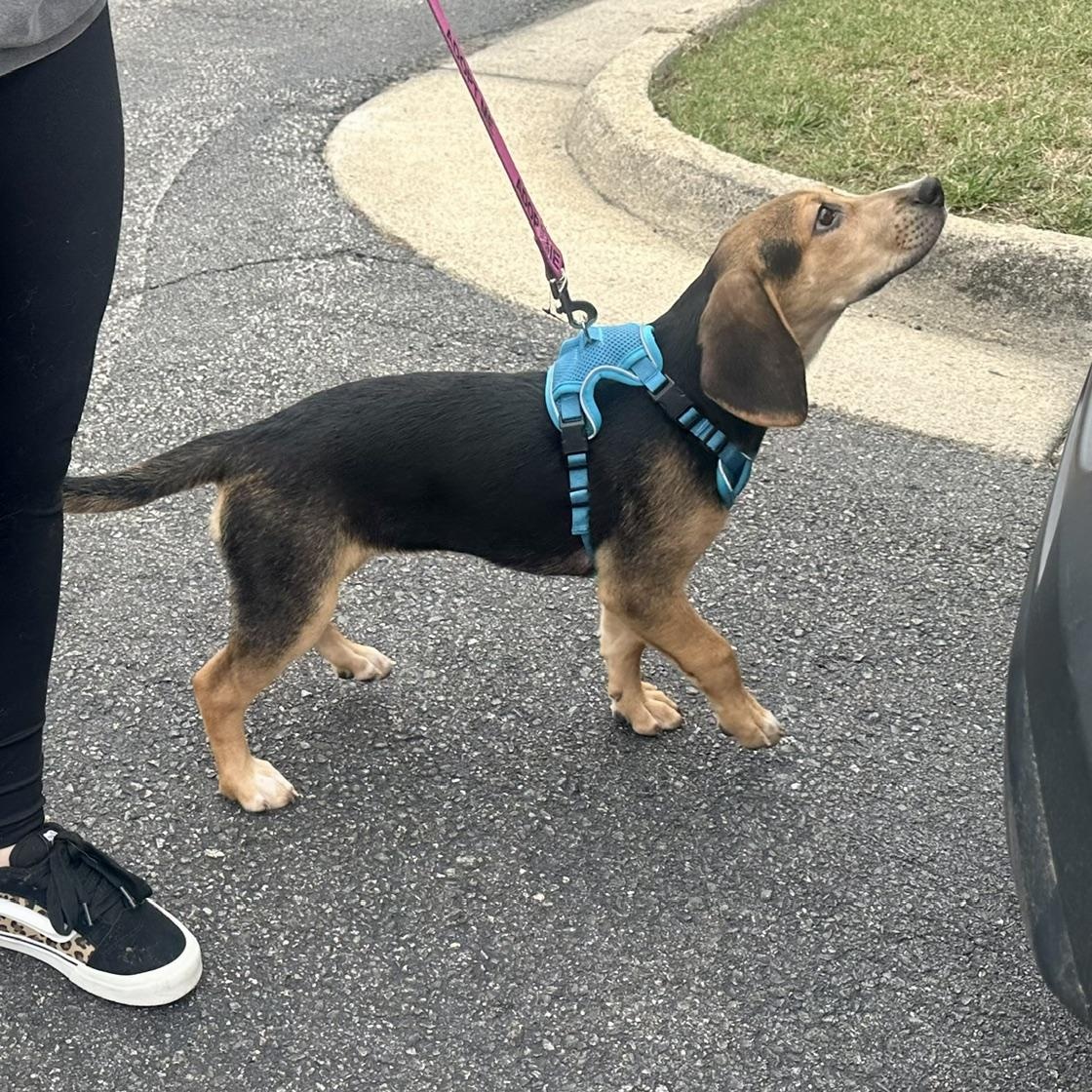 Enlarge Tiffany, a Adoptable mixed breed in Richmond, VA image 5/5