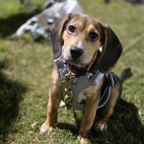 Enlarge Tiffany, a Adoptable mixed breed in Richmond, VA image 3/5