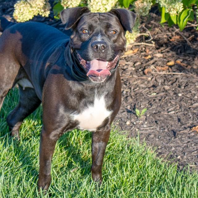 OREO, Adoptable, Adult Female Pit Bull Terrier & Mixed Breed.
