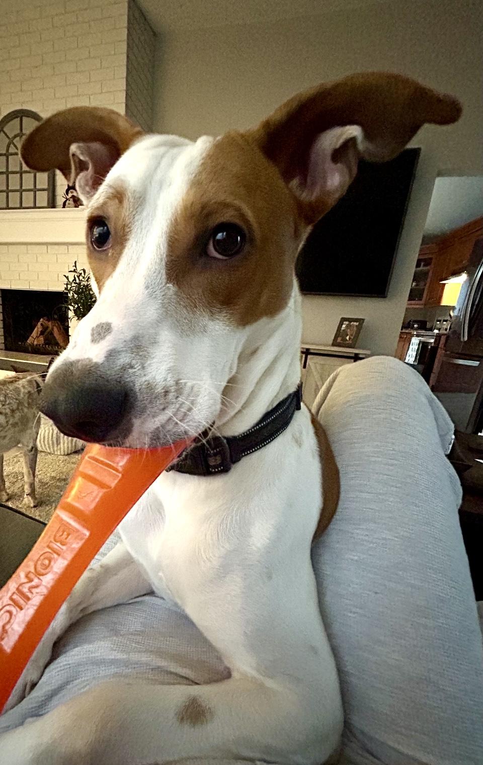 Enlarge Jaxx, an adoptable mixed breed in Surrey, BC image 5/5