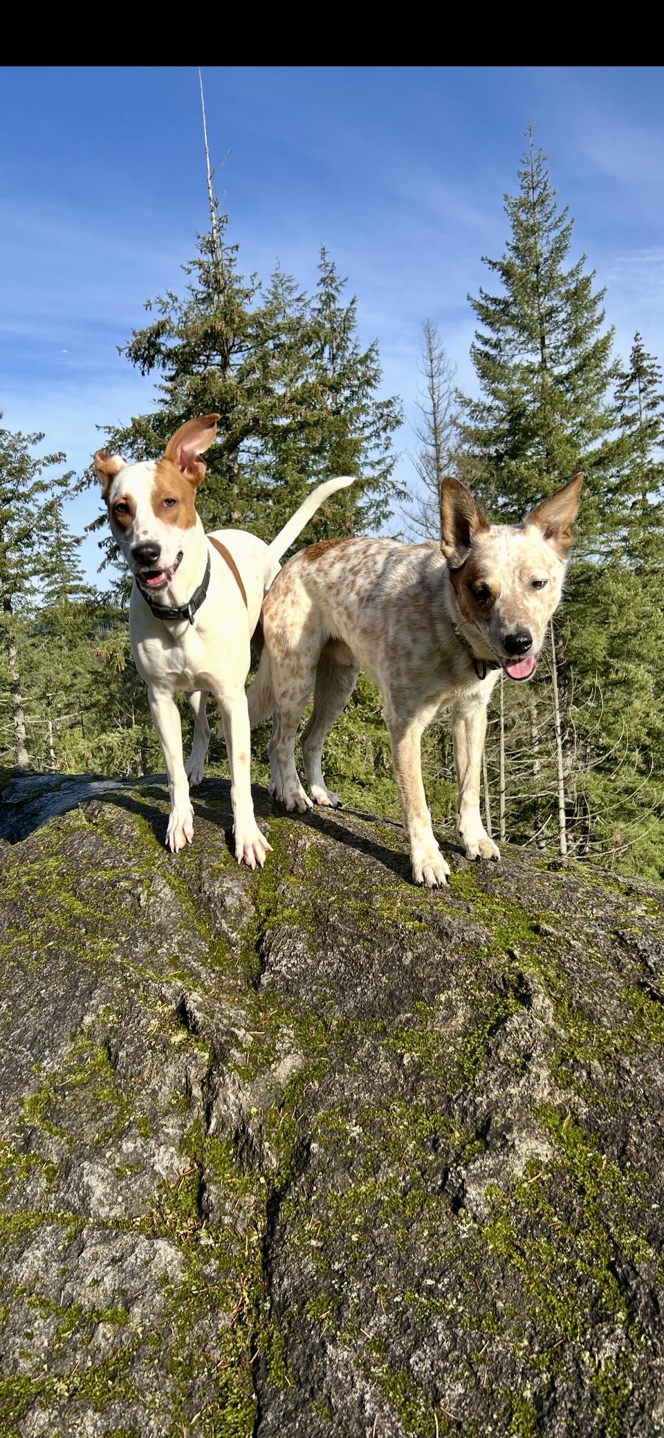 Jaxx, adoptable, Adult Male Hound.