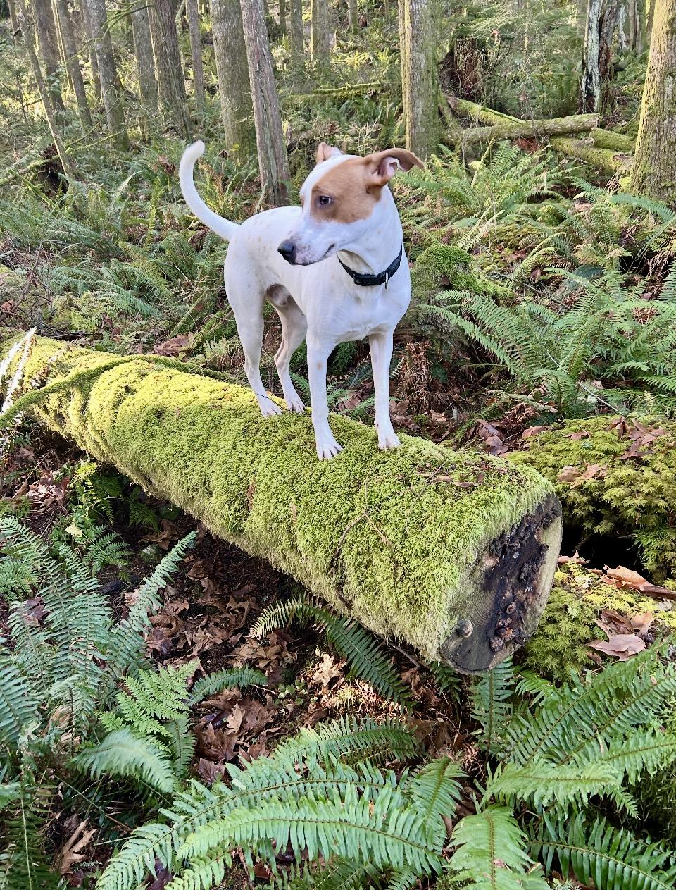Enlarge Jaxx, an adoptable mixed breed in Surrey, BC image 3/5