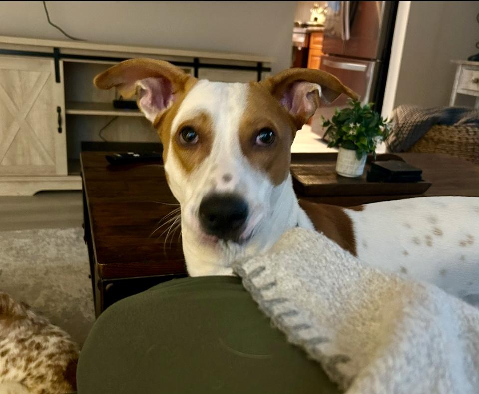 Jaxx, adoptable, Adult Male Hound.