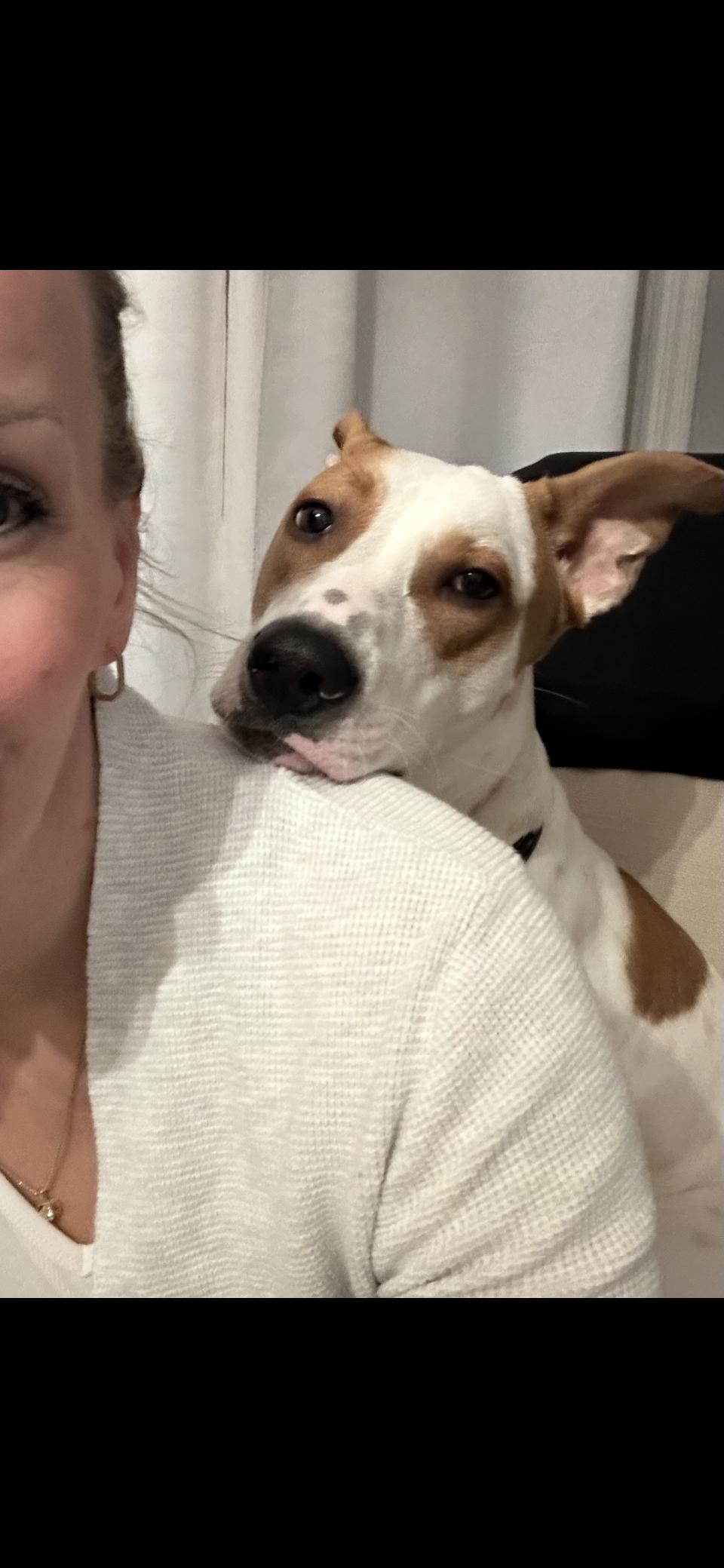 Enlarge Jaxx, an adoptable mixed breed in Surrey, BC image 4/5