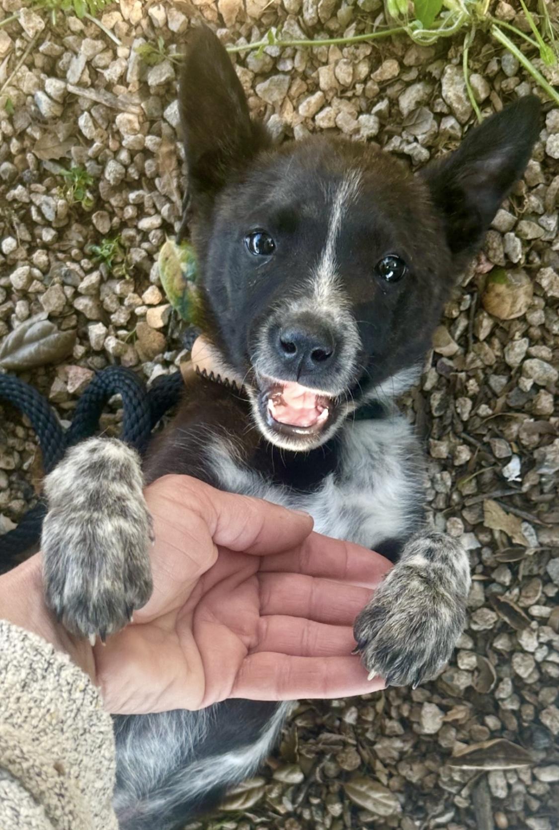 Lolita, Baby Female Australian Cattle Dog / Blue Heeler
