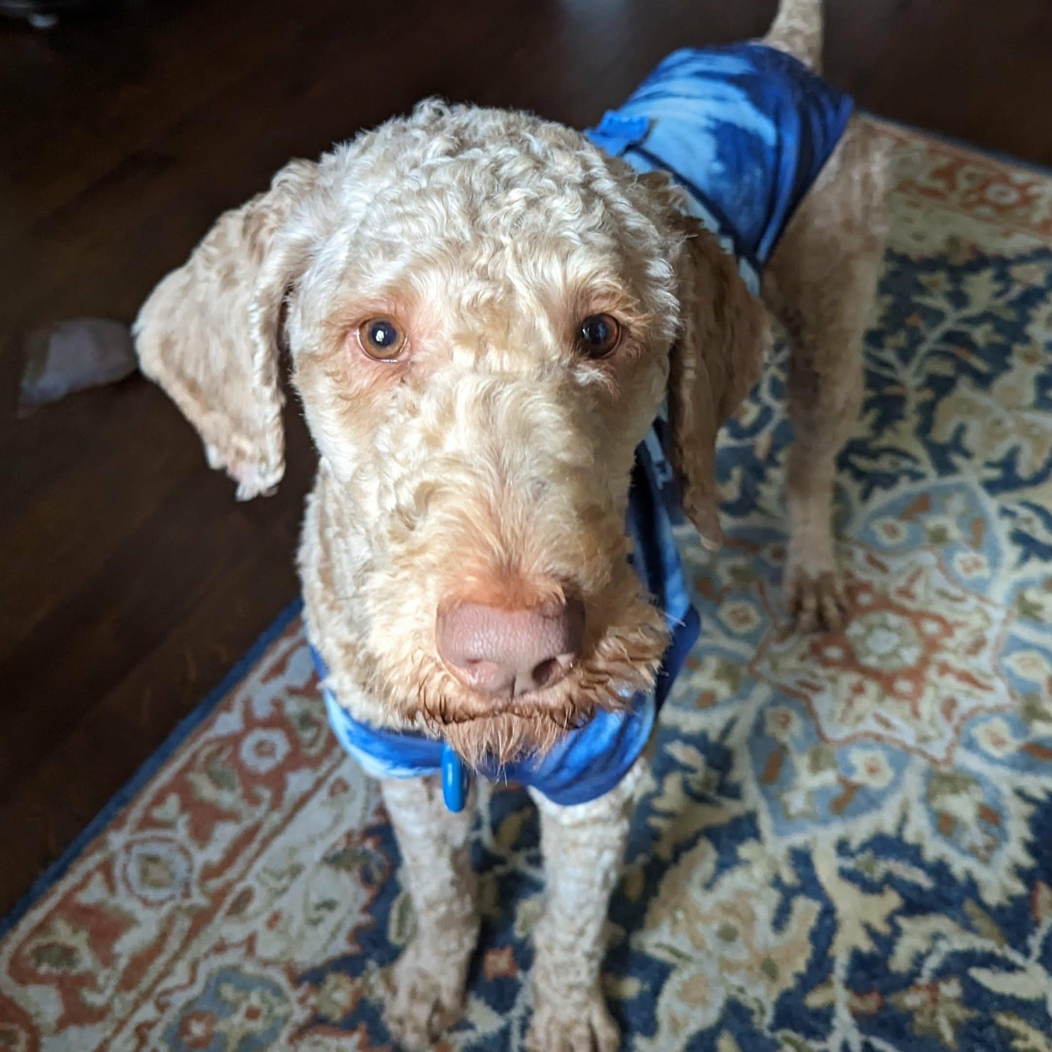 Enlarge Chett, a Adopted Goldendoodle in Helena, AL image 1/3
