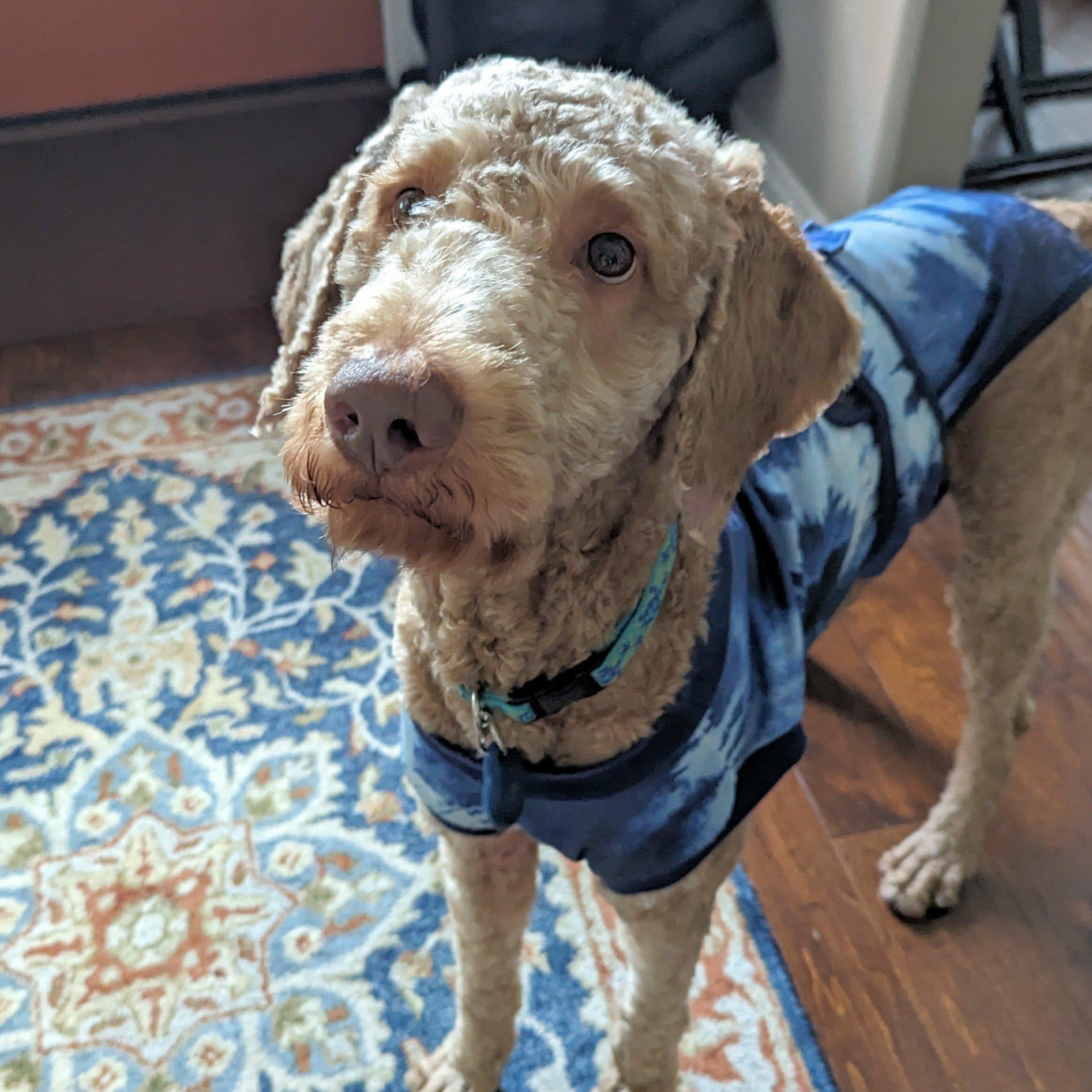 Enlarge Chett, a Adopted Goldendoodle in Helena, AL image 3/3