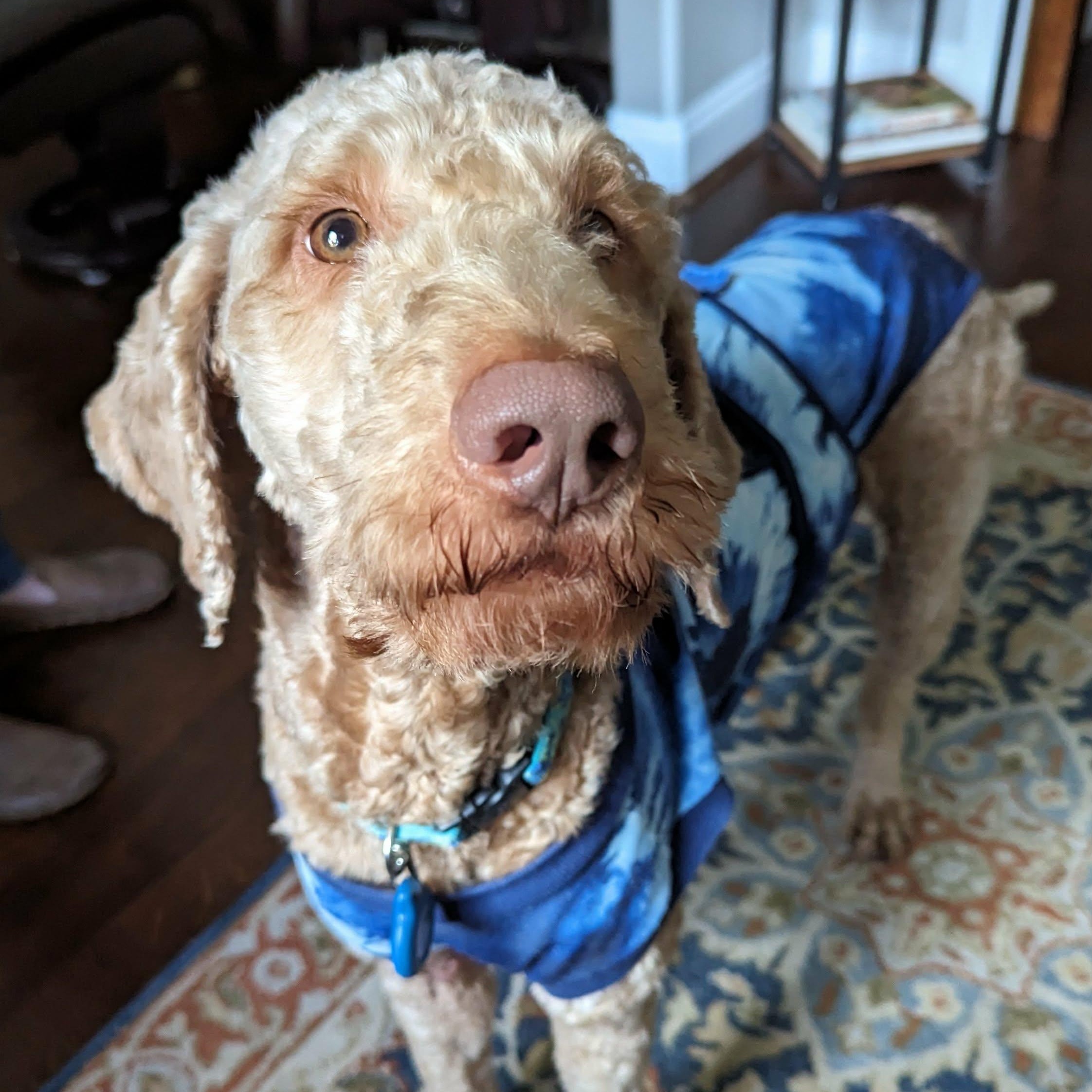 Enlarge Chett, a Adopted Goldendoodle in Helena, AL image 2/3