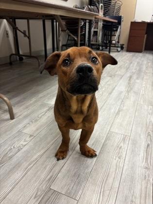 Enlarge Oscar, a Adoptable mixed breed in South Bend, IN image 2/2