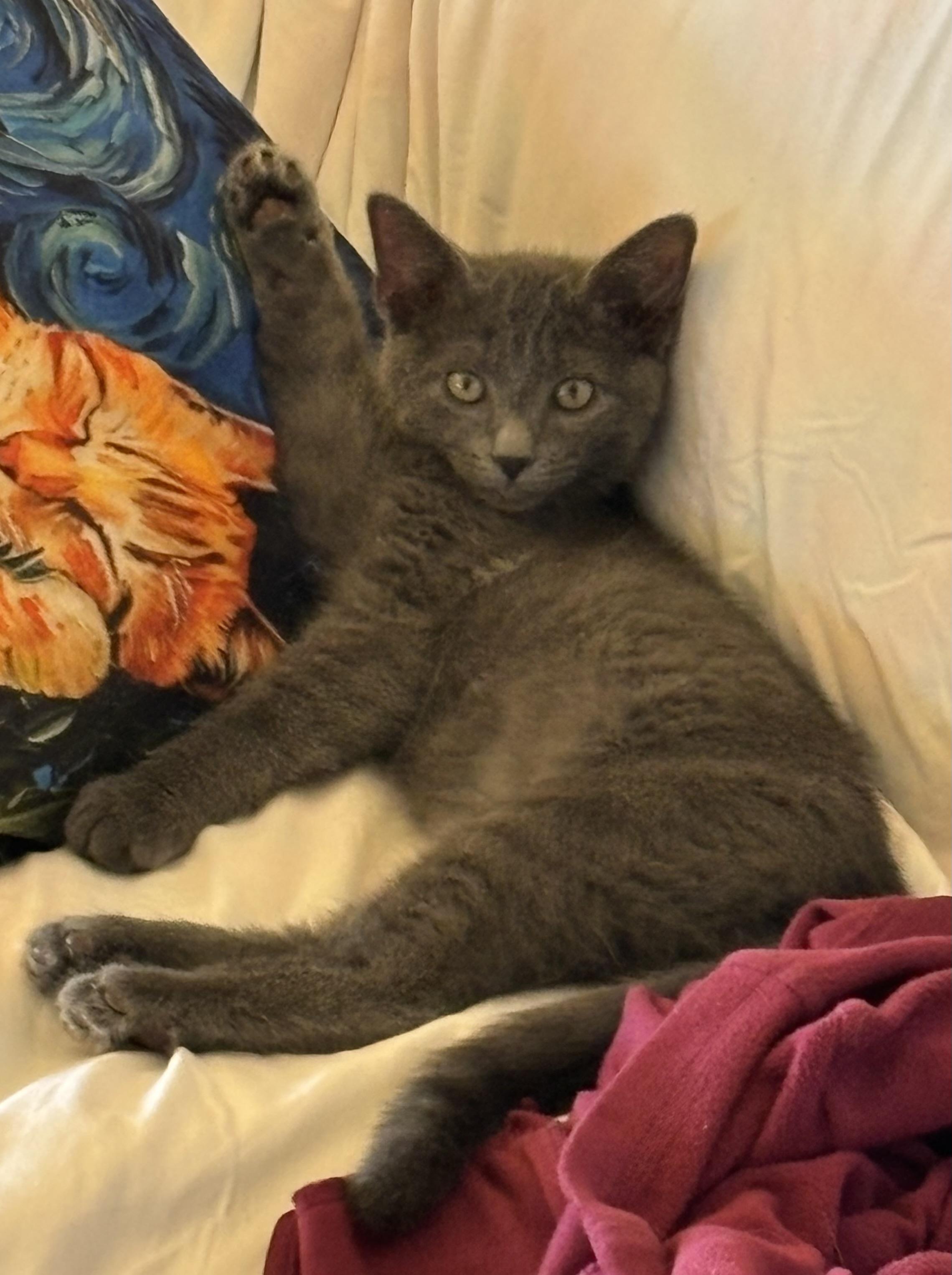 Pewter, ADOPTABLE, Young Male Domestic Short Hair.