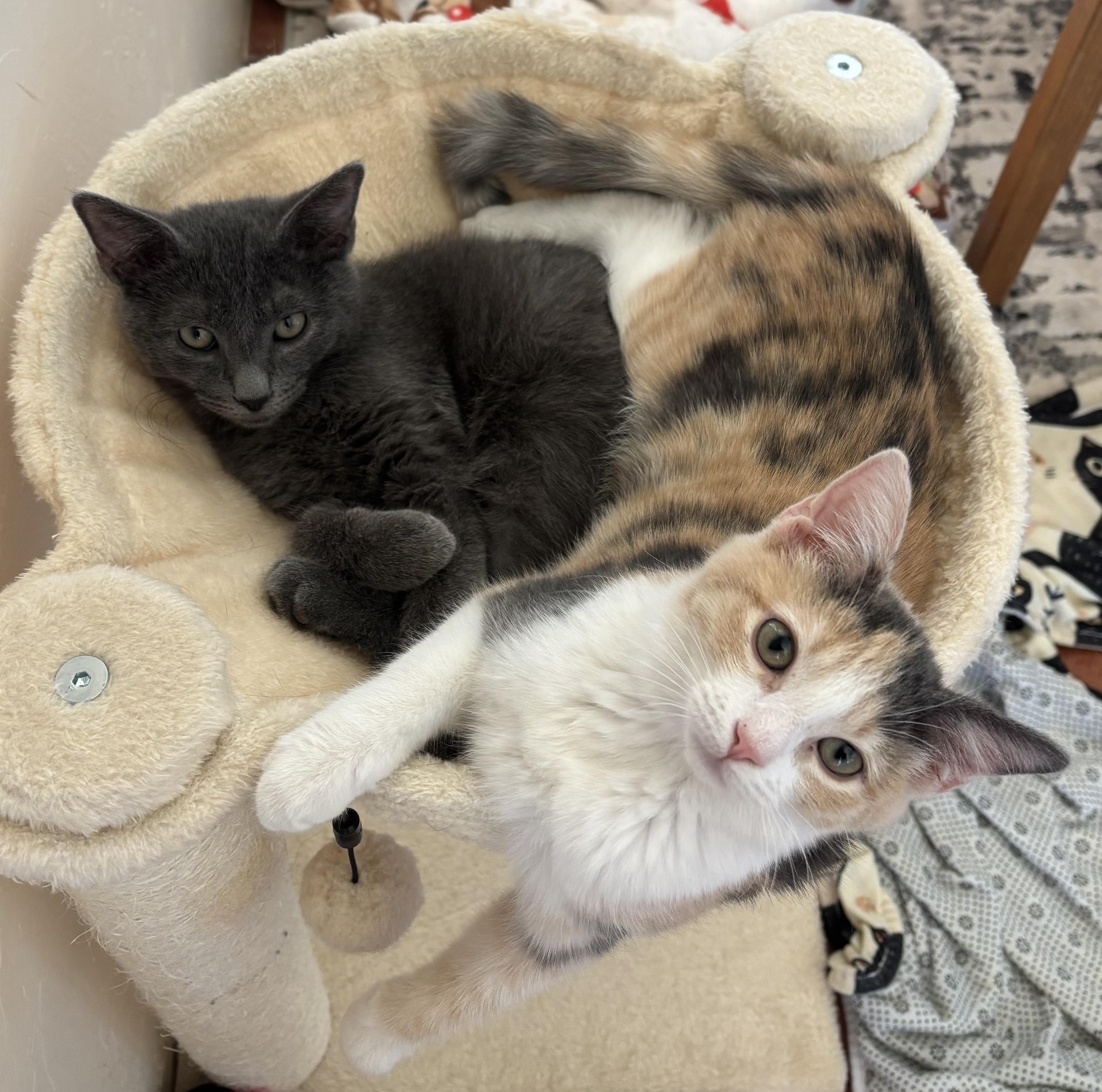 Enlarge Pewter, a ADOPTABLE Domestic Short Hair in Sierra Vista, AZ image 5/5