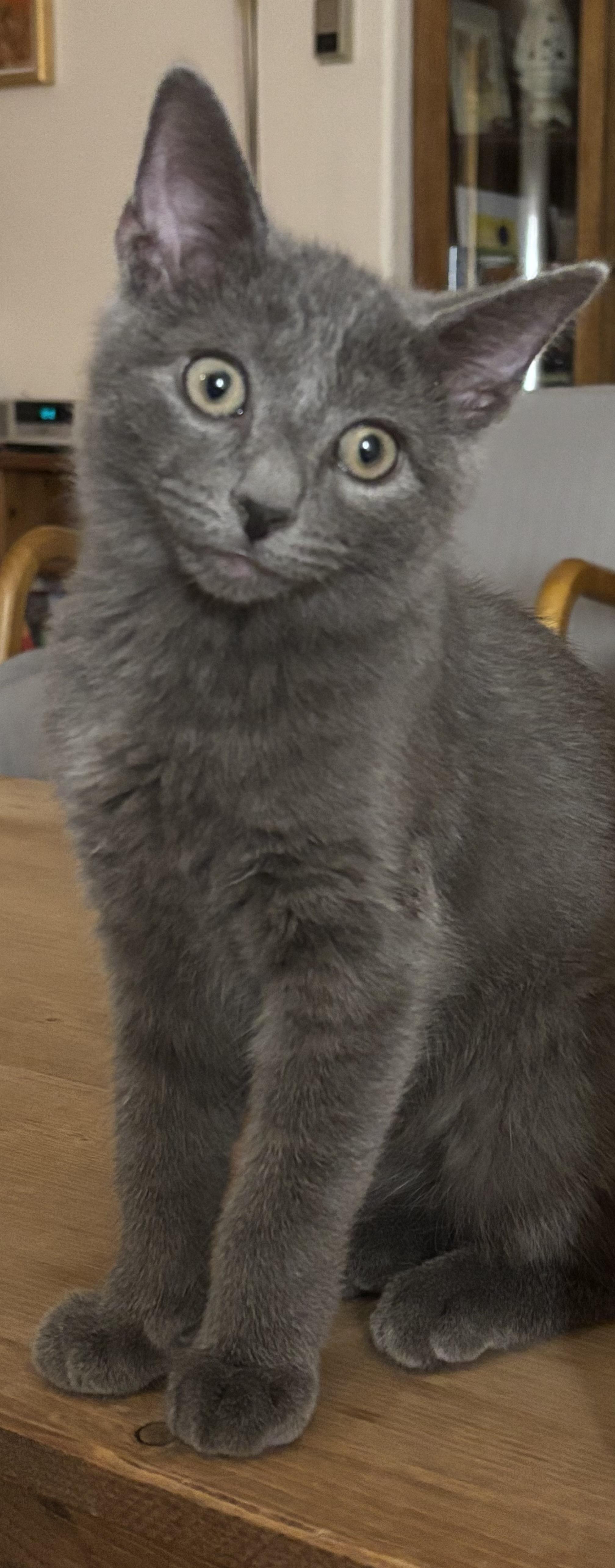 Enlarge Pewter, a ADOPTABLE Domestic Short Hair in Sierra Vista, AZ image 2/5