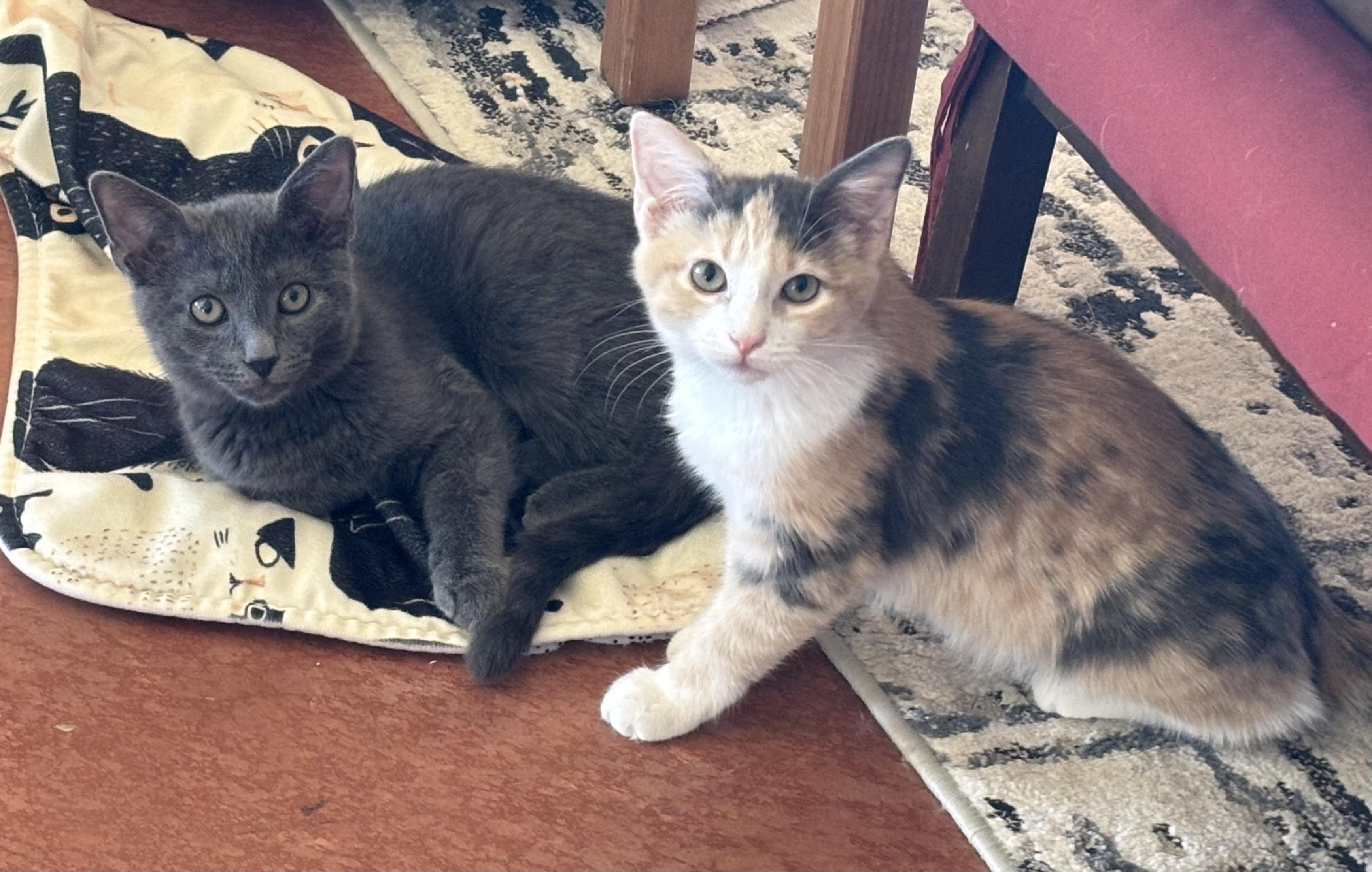 Enlarge Pewter, a ADOPTABLE Domestic Short Hair in Sierra Vista, AZ image 4/5