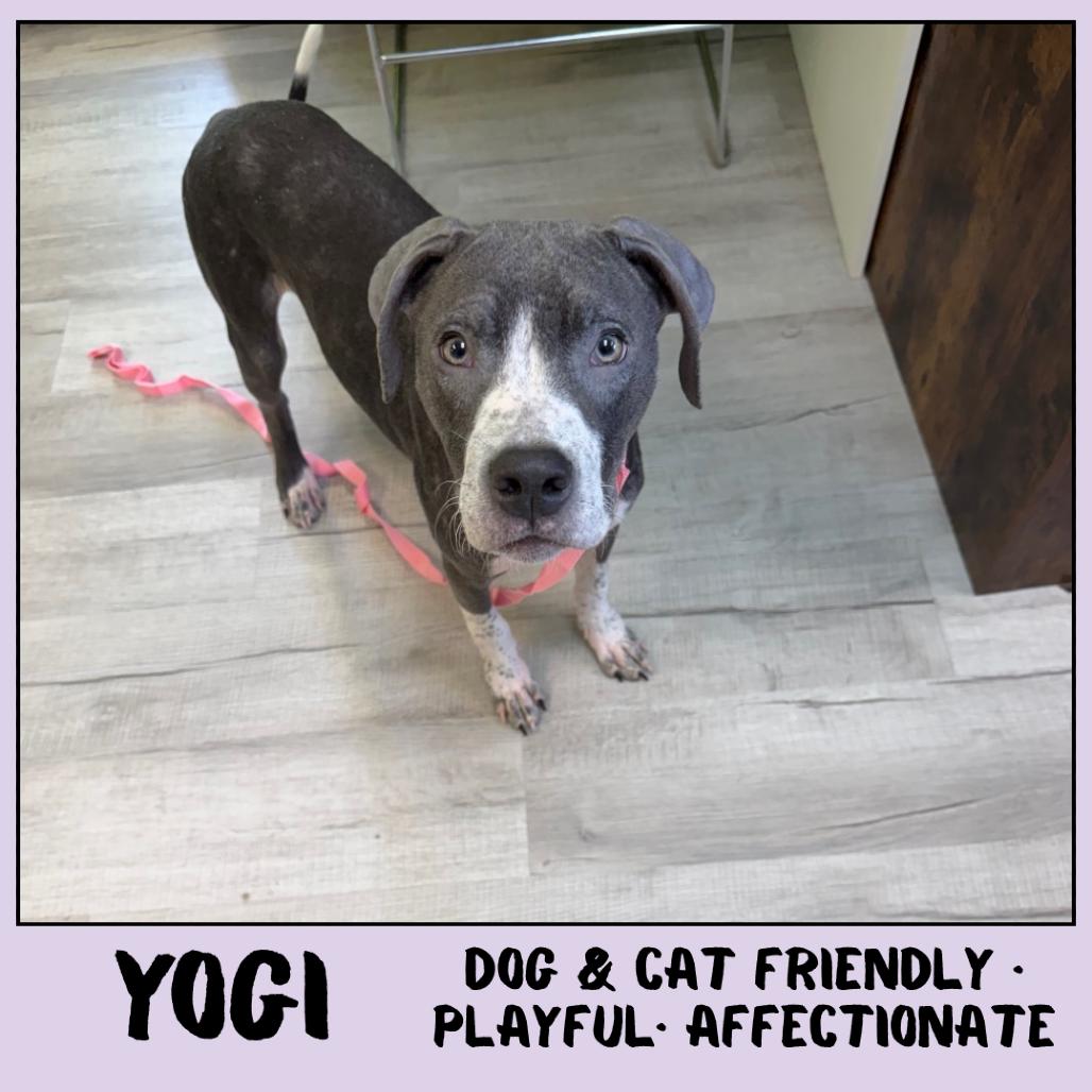 Yogi, Adoptable, Young Male Mixed Breed.