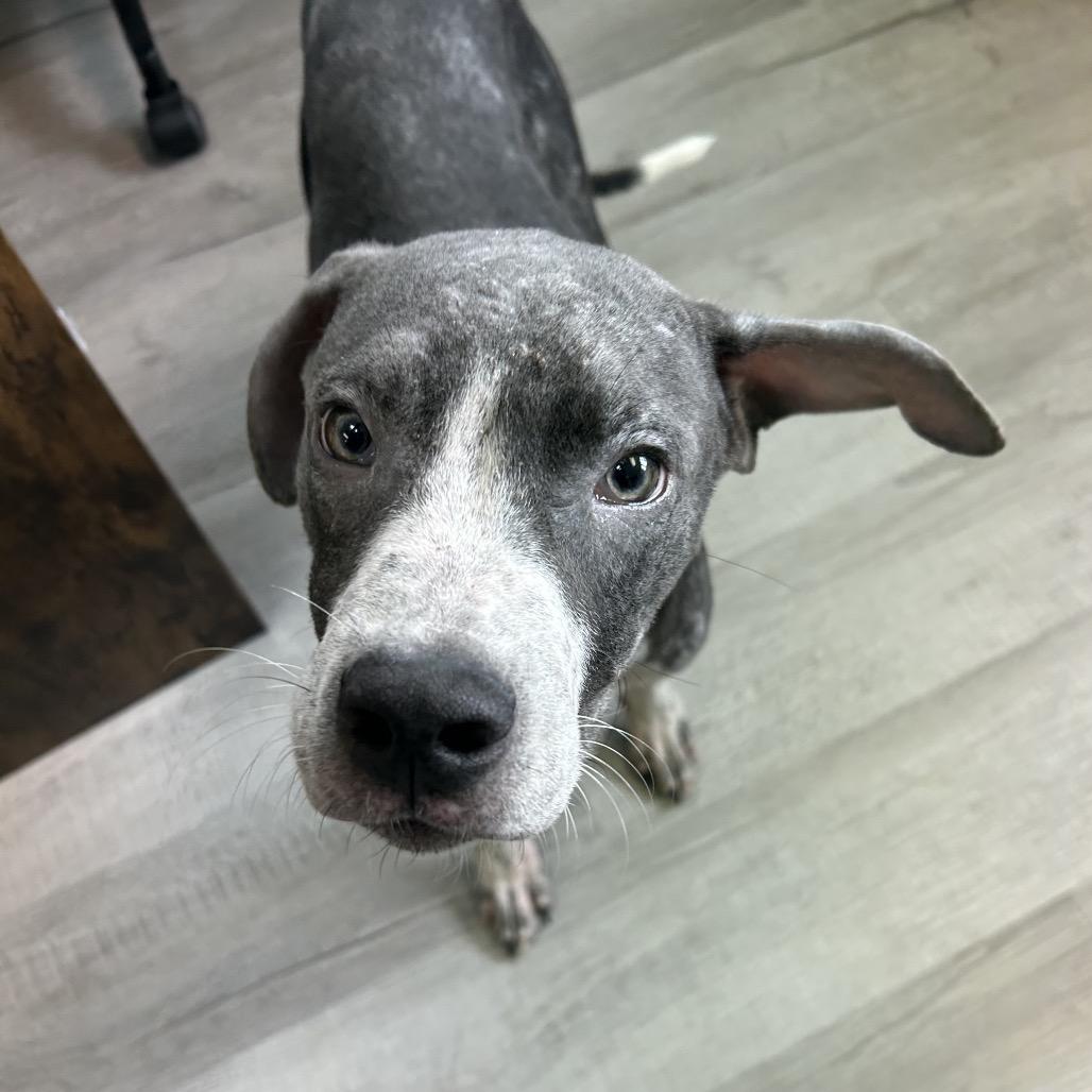 Yogi, Adoptable, Young Male Mixed Breed.