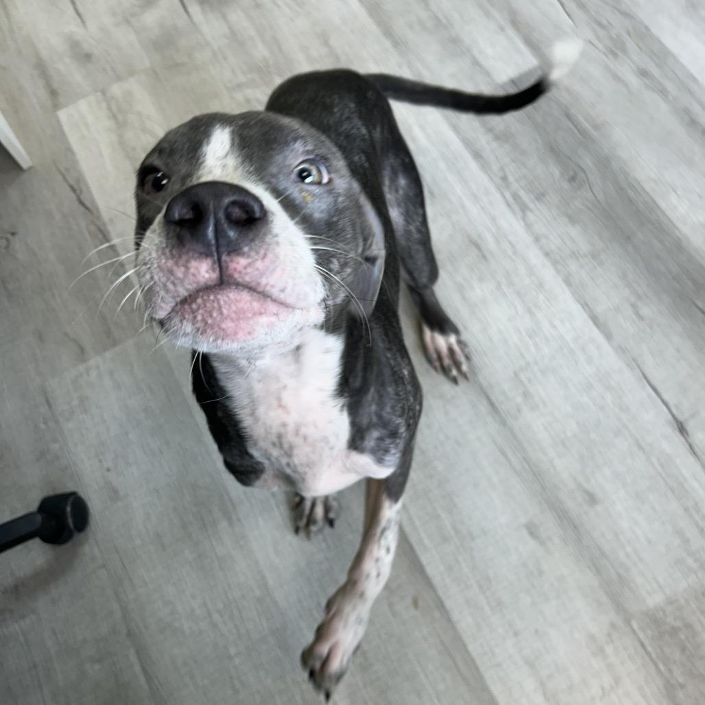 Enlarge Yogi, a Adoptable Mixed Breed in Emporia, KS image 2/6