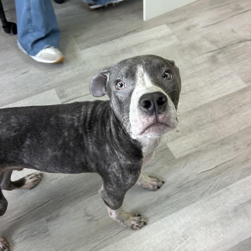 Enlarge Yogi, a Adoptable Mixed Breed in Emporia, KS image 3/6