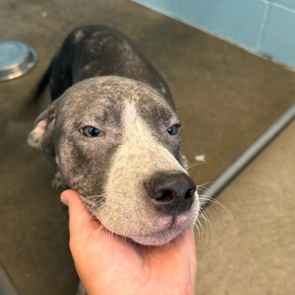 Enlarge Yogi, a Adoptable Mixed Breed in Emporia, KS image 4/6