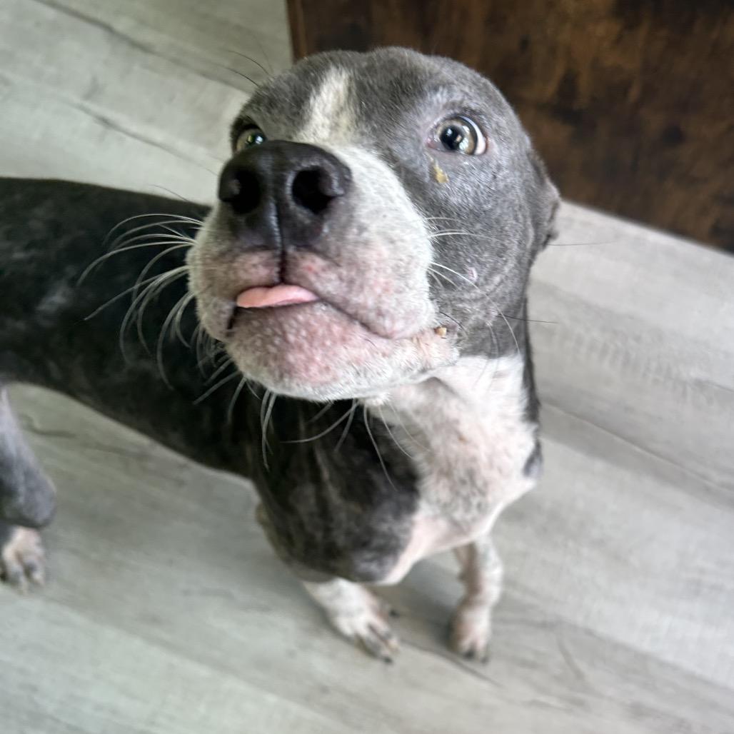 Enlarge Yogi, a Adoptable Mixed Breed in Emporia, KS image 5/6