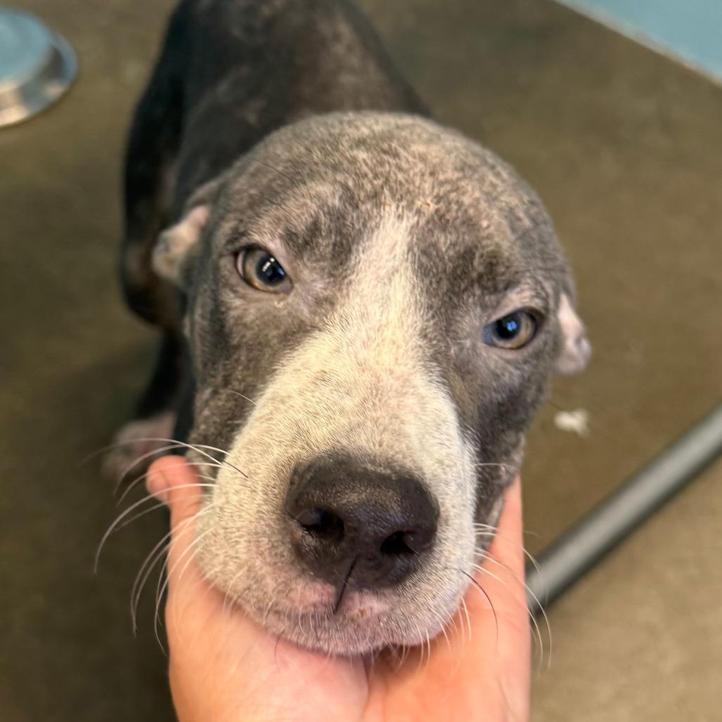 Enlarge Yogi, a Adoptable Mixed Breed in Emporia, KS image 6/6