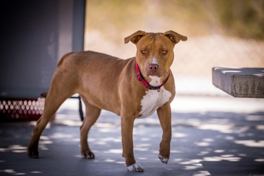 Enlarge Florence, a Adoptable Pit Bull Terrier in Twentynine Palms, CA image 1/6