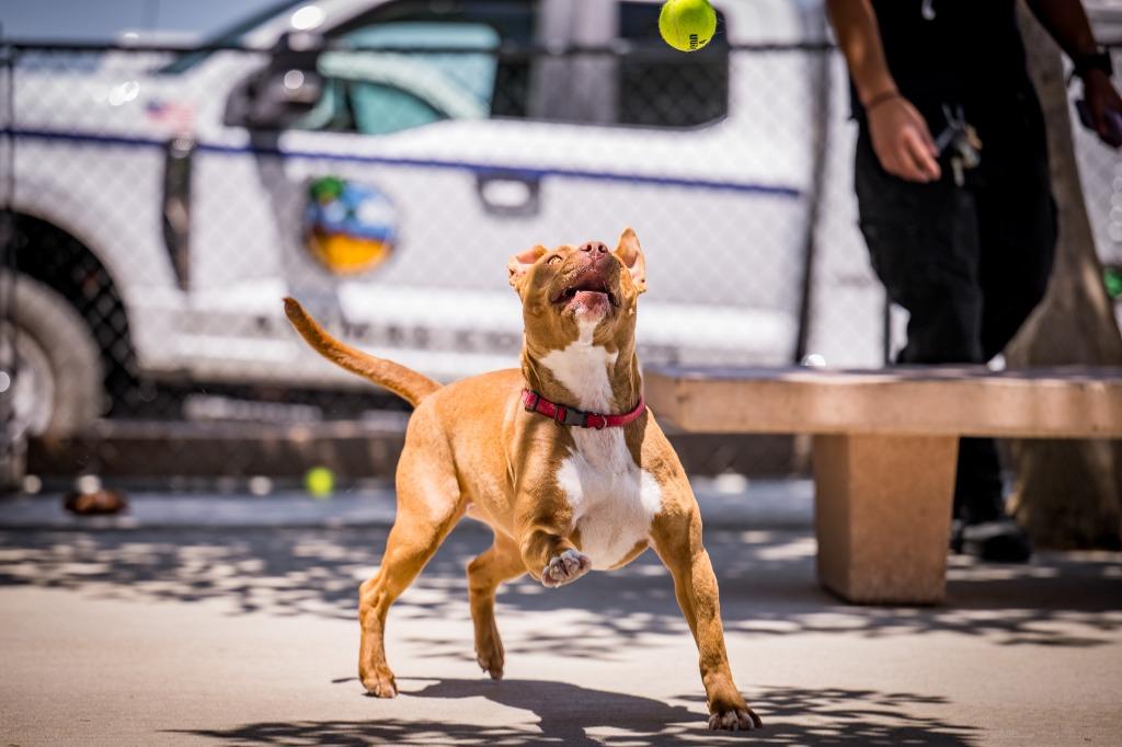 Enlarge Florence, a Adoptable Pit Bull Terrier in Twentynine Palms, CA image 2/6