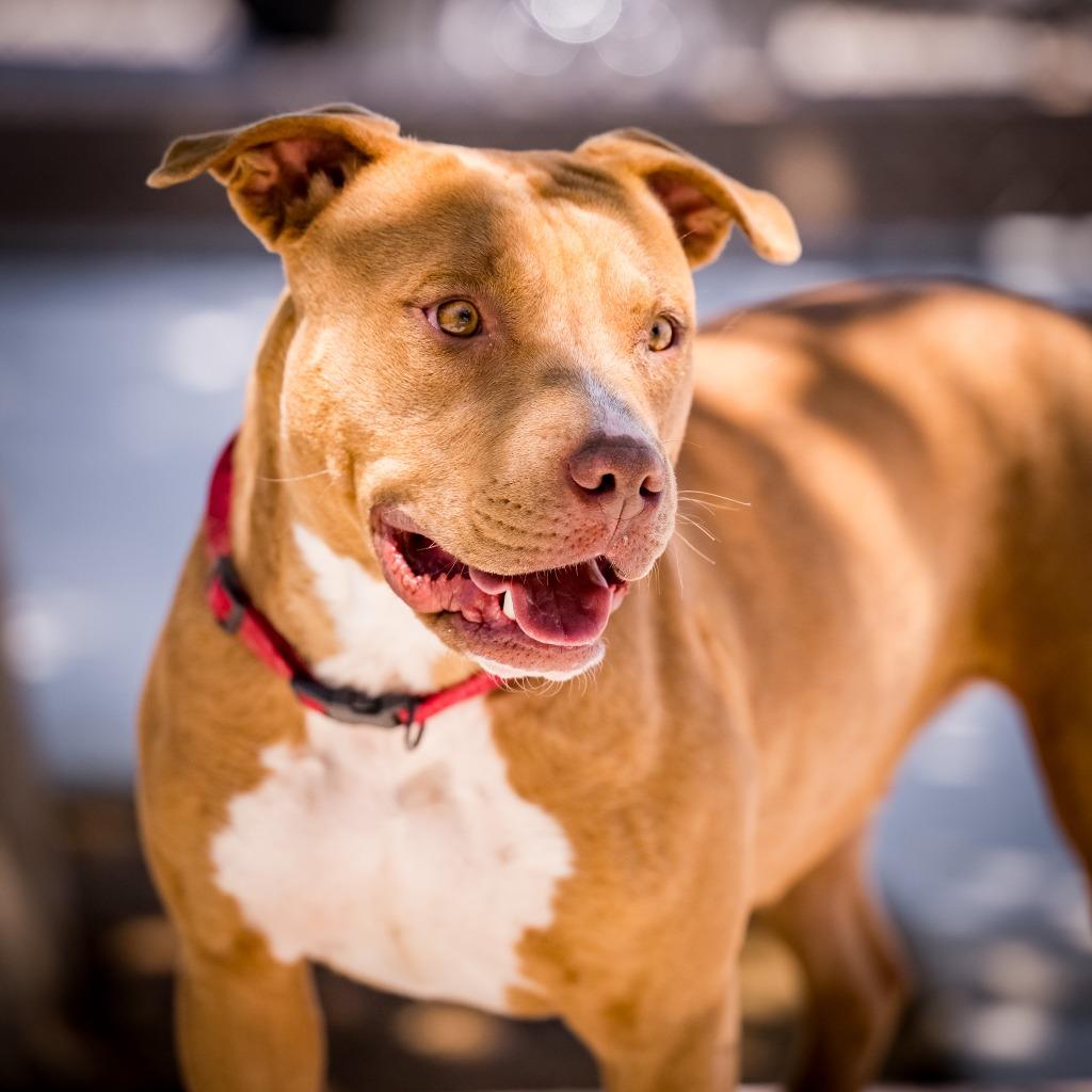 Enlarge Florence, a Adoptable Pit Bull Terrier in Twentynine Palms, CA image 3/6