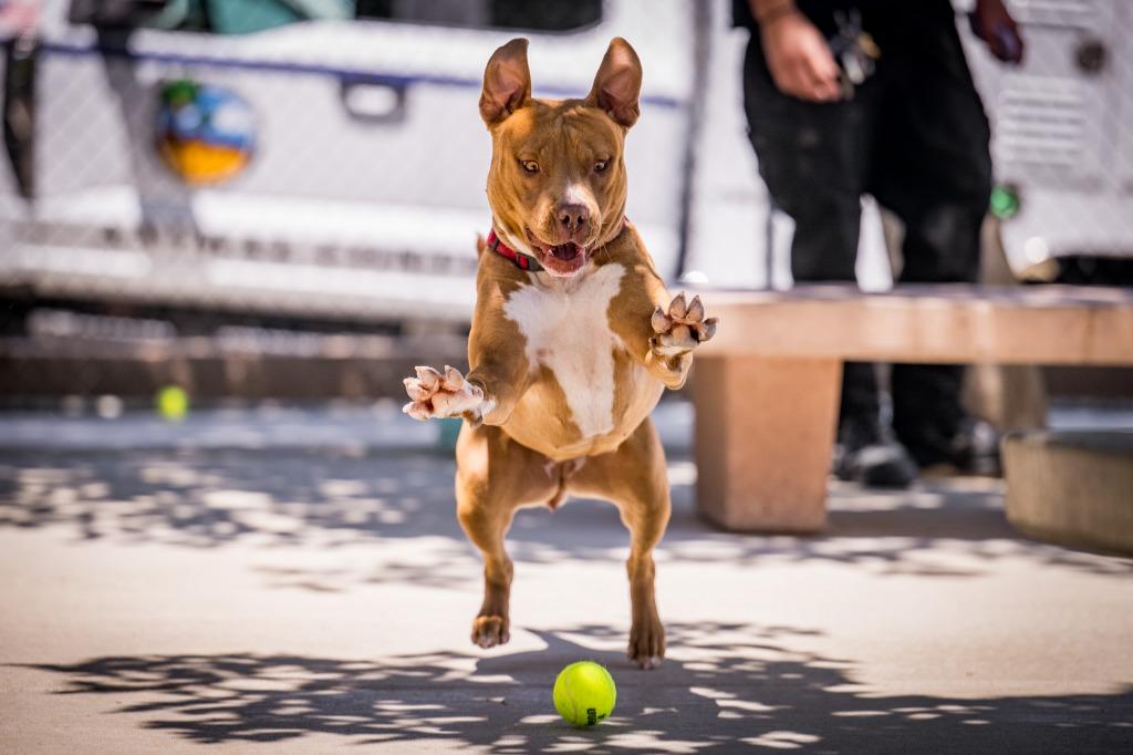 Enlarge Florence, a Adoptable Pit Bull Terrier in Twentynine Palms, CA image 4/6