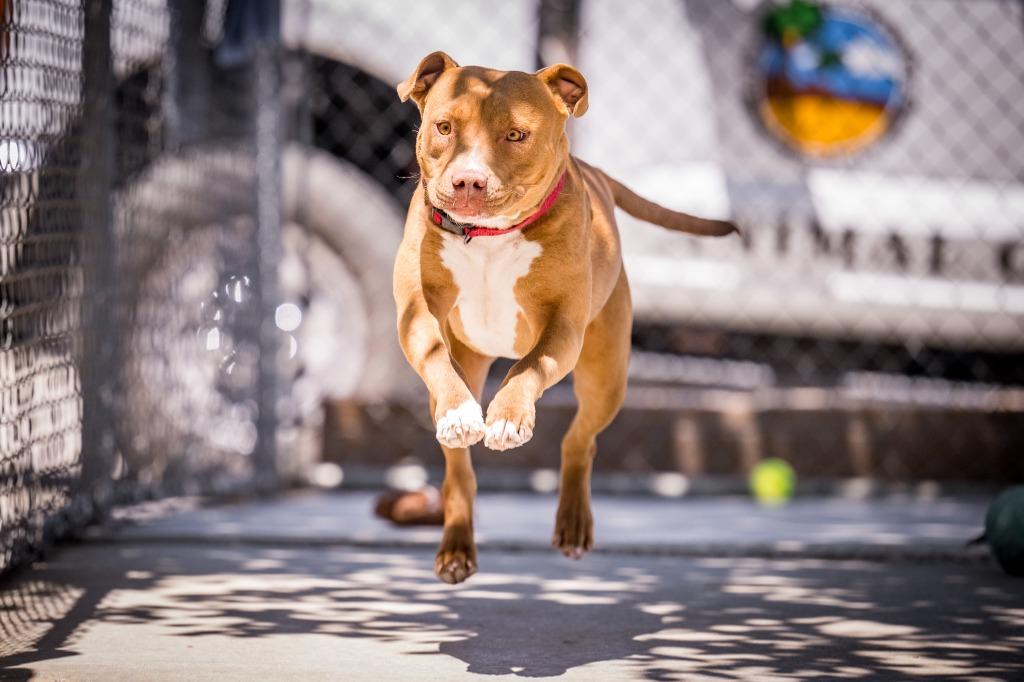 Enlarge Florence, a Adoptable Pit Bull Terrier in Twentynine Palms, CA image 5/6