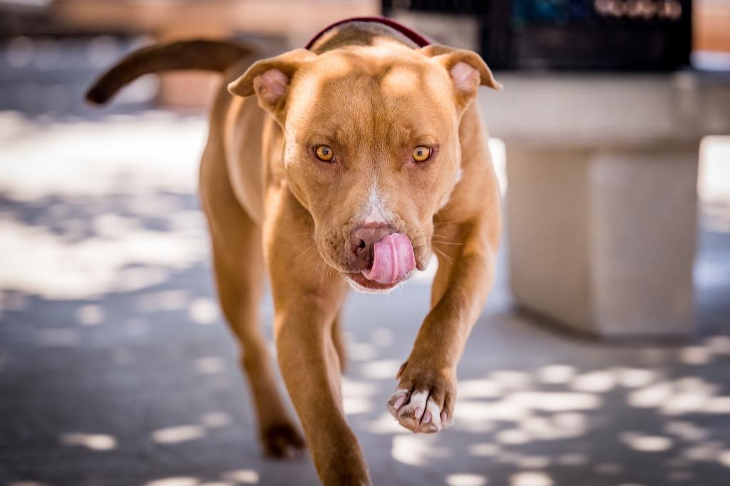 Enlarge Florence, a Adoptable Pit Bull Terrier in Twentynine Palms, CA image 6/6