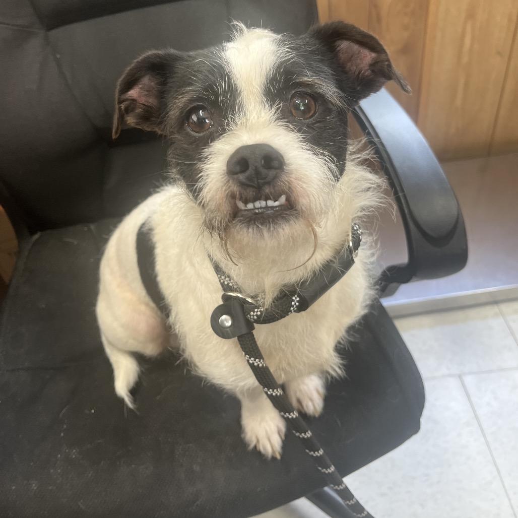 Bishop, Adoptable, Senior Male Shih Tzu & Terrier.