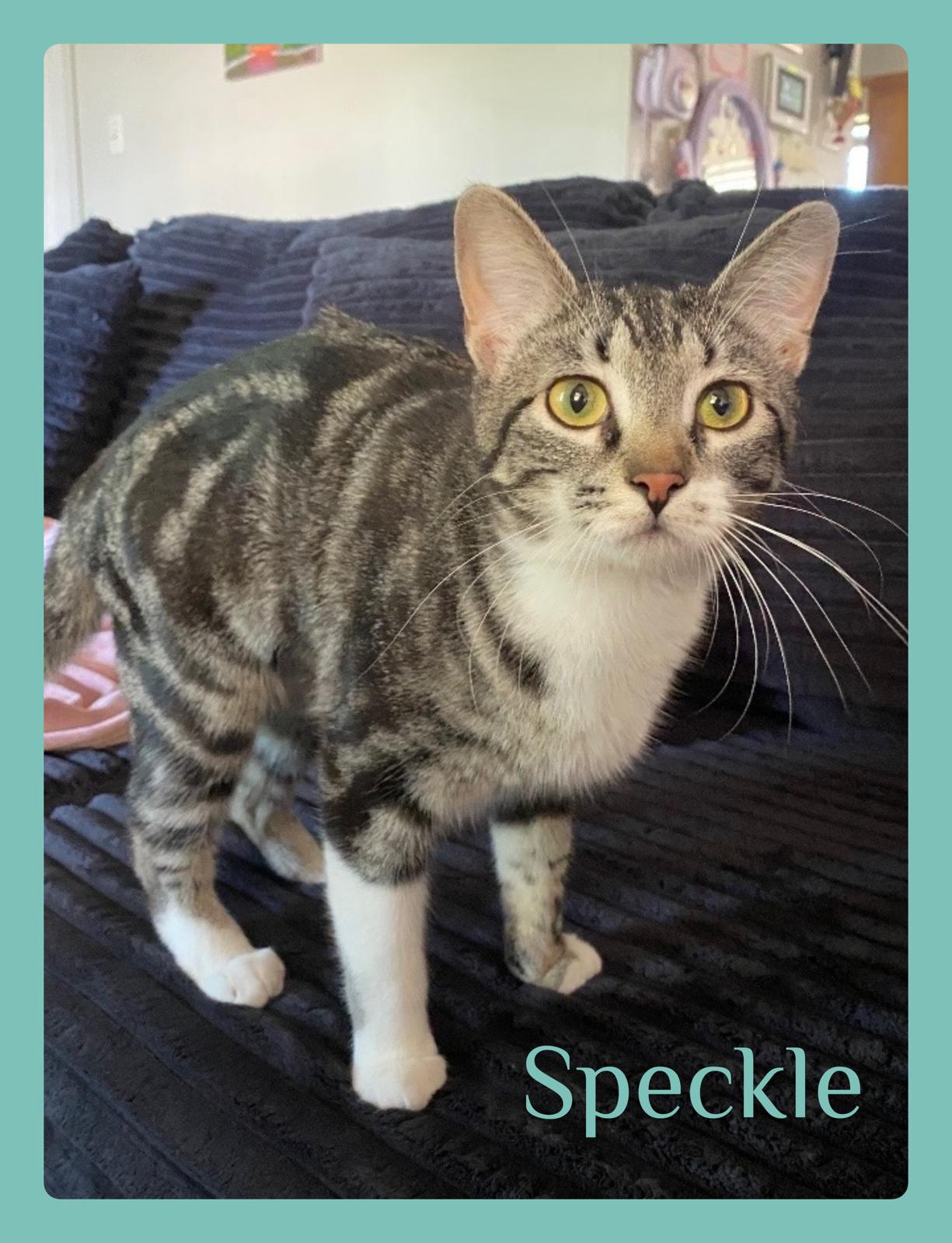 Enlarge SPECKLE, an adopted Tabby in Lawton, OK image 1/1