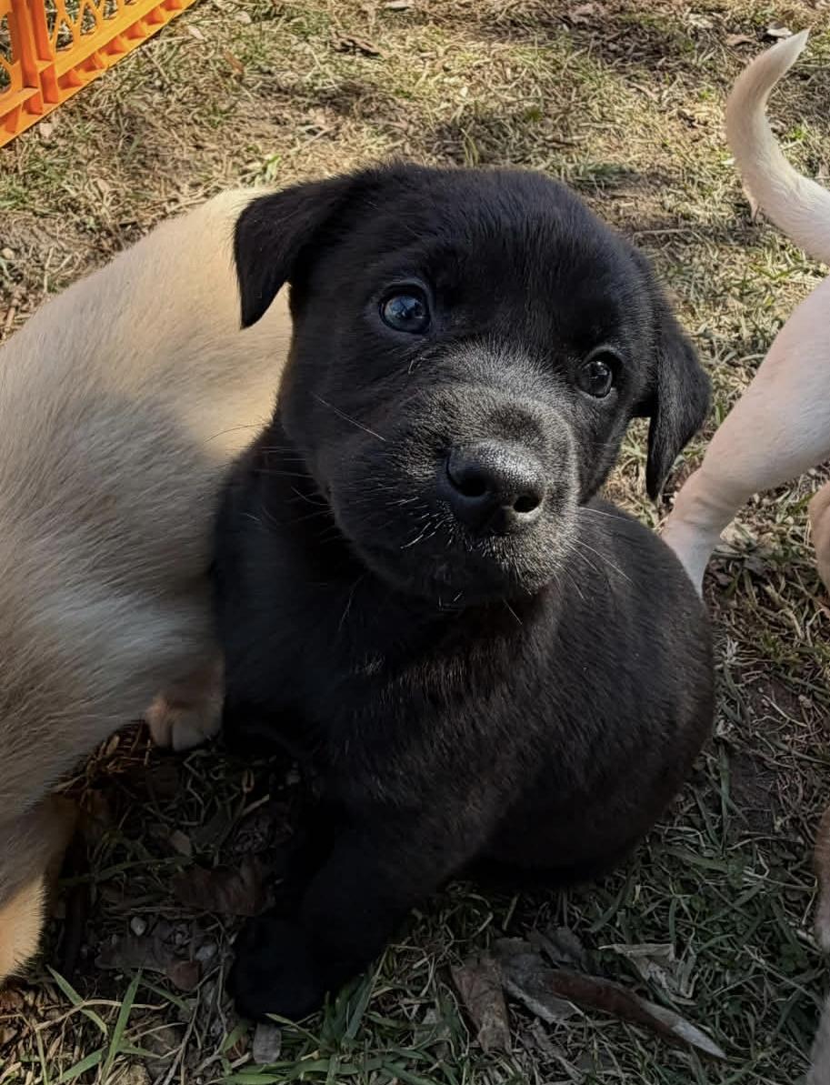 Enlarge Raven. ADOPTED, an adopted Labrador Retriever in Union Grove, WI image 2/2