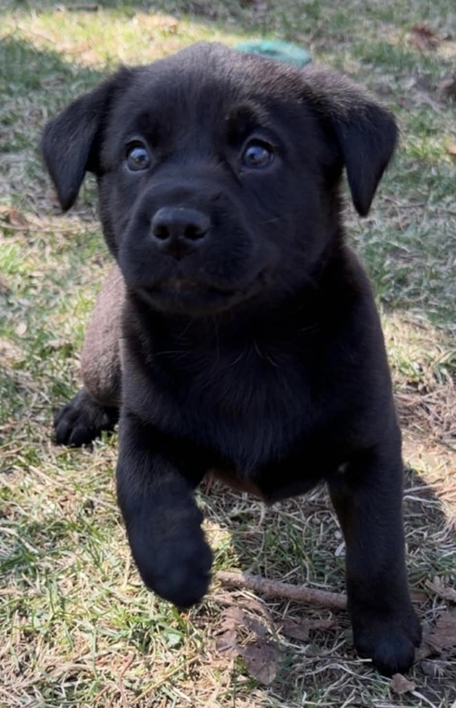 Raven. ADOPTED, adopted, Puppy Female Labrador Retriever.
