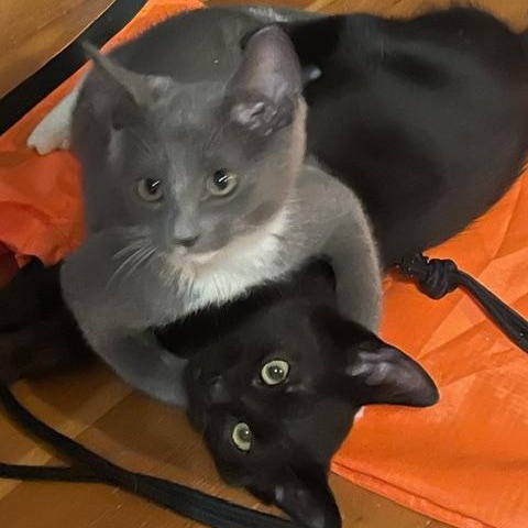 Enlarge Bagheera W/ Baloo, a Adoptable mixed breed in Silverton, OR image 2/2